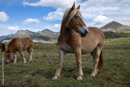 Beautiful landscape of northern Spain. Blonde-haired horse in its natural habitat.