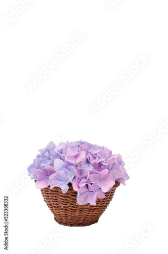 piccolo cesto in midollino con fiore di ortensia rosa blu su sfondo trasparente photo