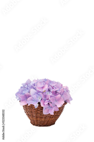 Фотография piccolo cesto in midollino con fiore di ortensia rosa blu su sfondo trasparente