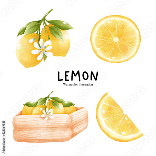 watercolor lemon, citrus vector illustration