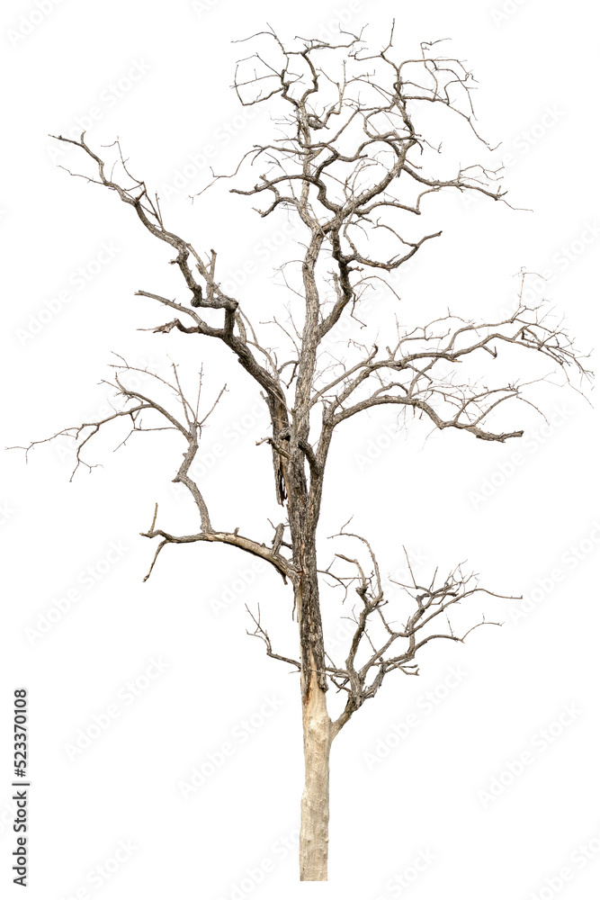 dead tree dry trees in thailand isolated on a transparent background dead tree dry trees in thailand isolated on a transparent background