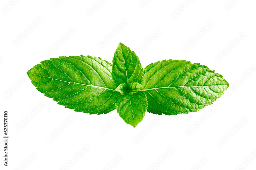 Mint leaves Mint leaves isolated on transparent background - obrazy, fototapety, plakaty 