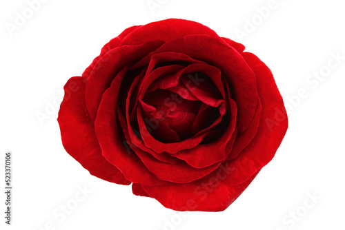 red rose isolated on transparent background