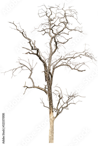 dead tree dry trees in thailand isolated on a transparent background
