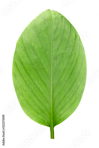 Banana leaves isolated on transparent background. Fresh green banana leaves