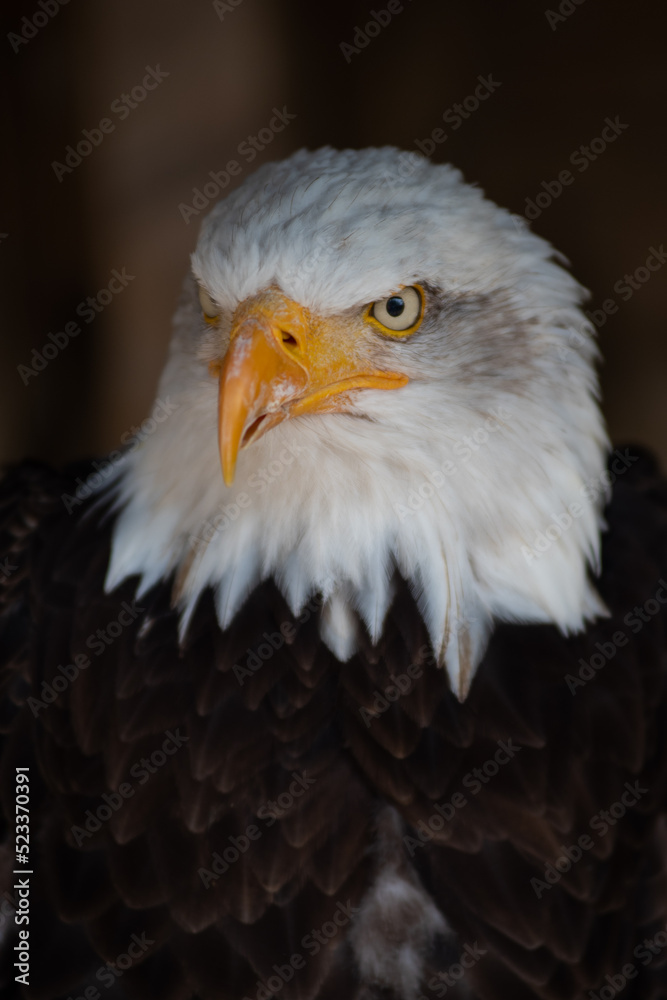 Fototapeta premium American eagle