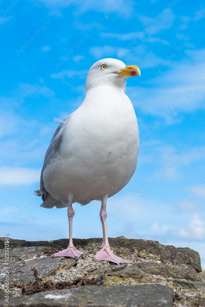 Obraz premium Seagulls 