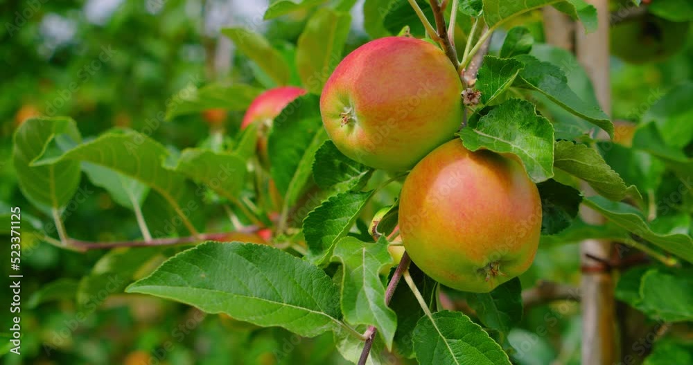 Apple tree. Beautiful ripe pink apples fruits. Juicy fruits hanging on branch in orchard garden. Close-up. Farming food harvest gardening, harvesting concept, 4K, slow motion. Apple tree. Beautiful ripe pink apples fruits. Juicy fruits hanging on branch in orchard garden. Close-up. Farming food harvest gardening, harvesting concept, 4K, slow motion.