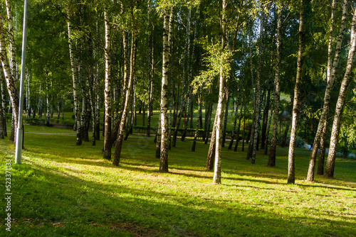 The trees in the city park are illuminated by the sun in the summer.