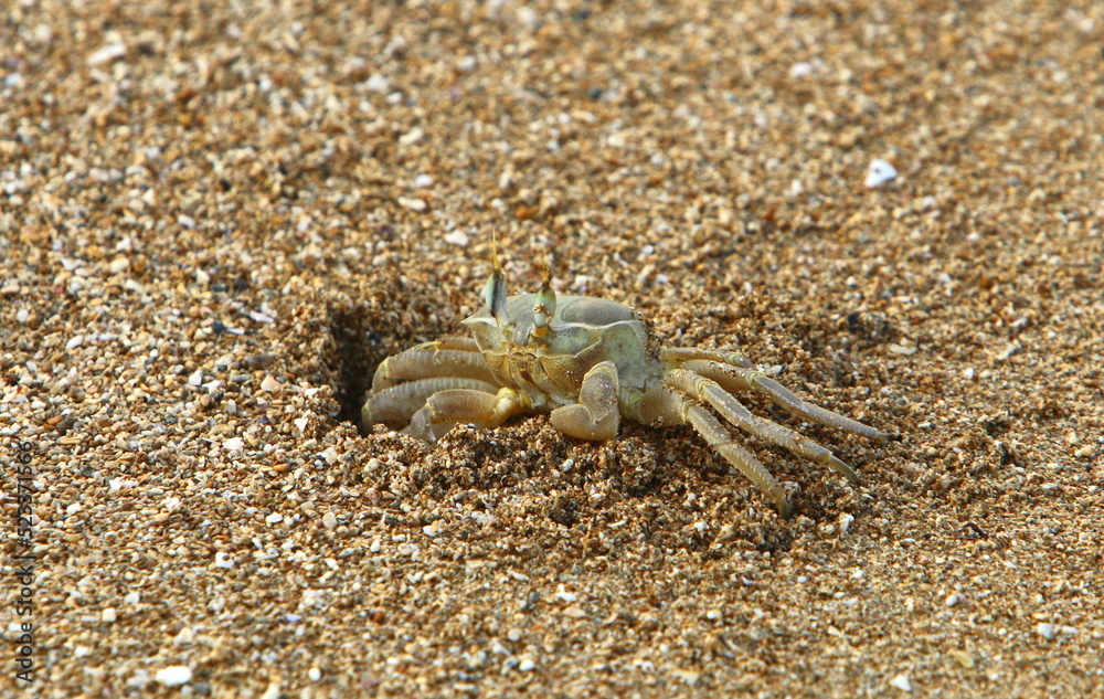 Sand crab on the shores of the Mediterranean Sea.