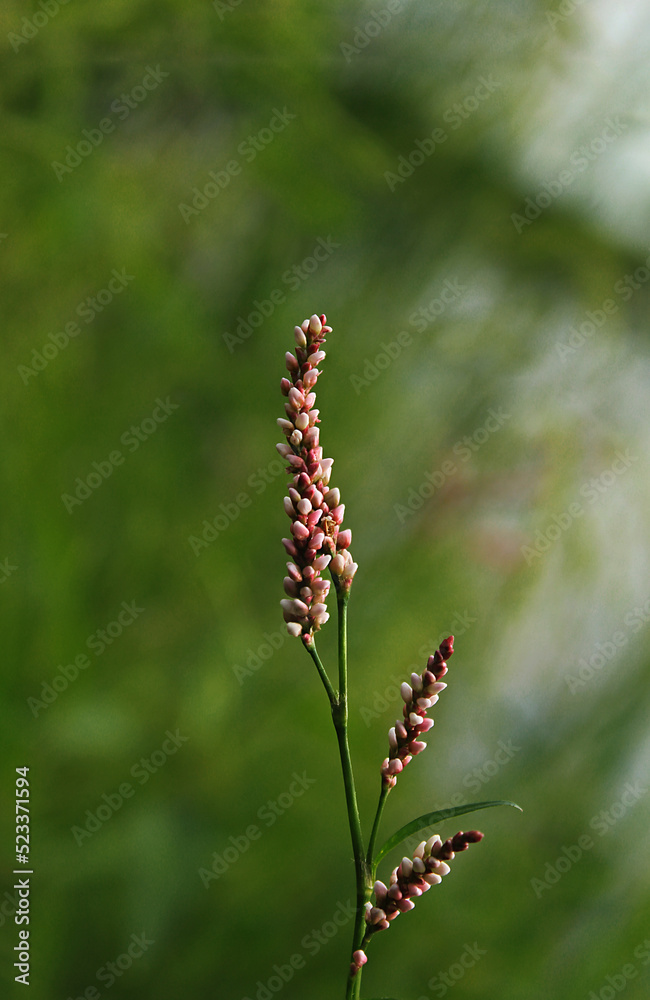 A small wild flower spike of white and pink on a green background 