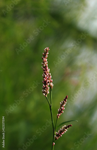 A small wild flower spike of white and pink on a green background  © Ekaterina