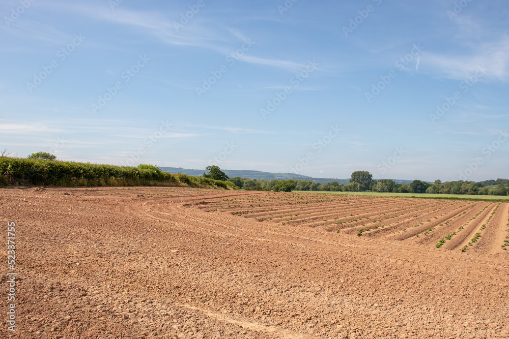 Ploughed fields in the summertime.