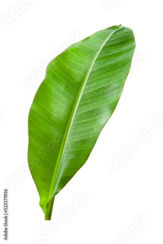 Banana leaves isolated on transparent background. Fresh green banana leaves
