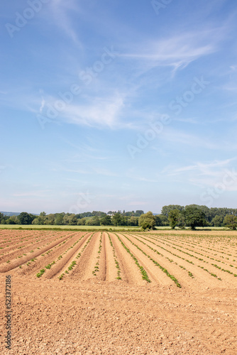 Ploughed fields in the summertime.