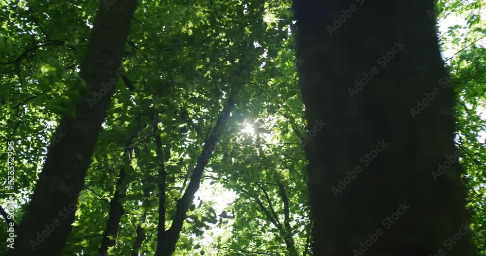 The rays of the hot sun shine through the leaves of the trees The rays of the hot sun shine through the leaves of the trees