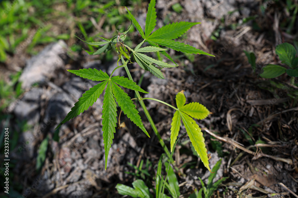 Close-up young hemp. Cannabis is a standoff between a drug and a medicine.