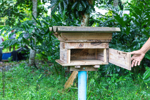 Apis cerana bee Several beehives box in garden plantation