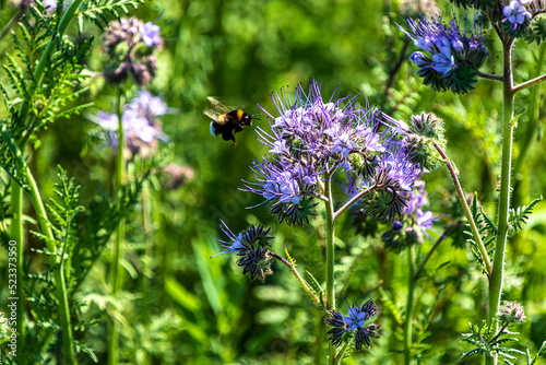 Lacy Phacelia (Phacelia tanacetifolia) blue flowering fodder plant with a bumblebee. 