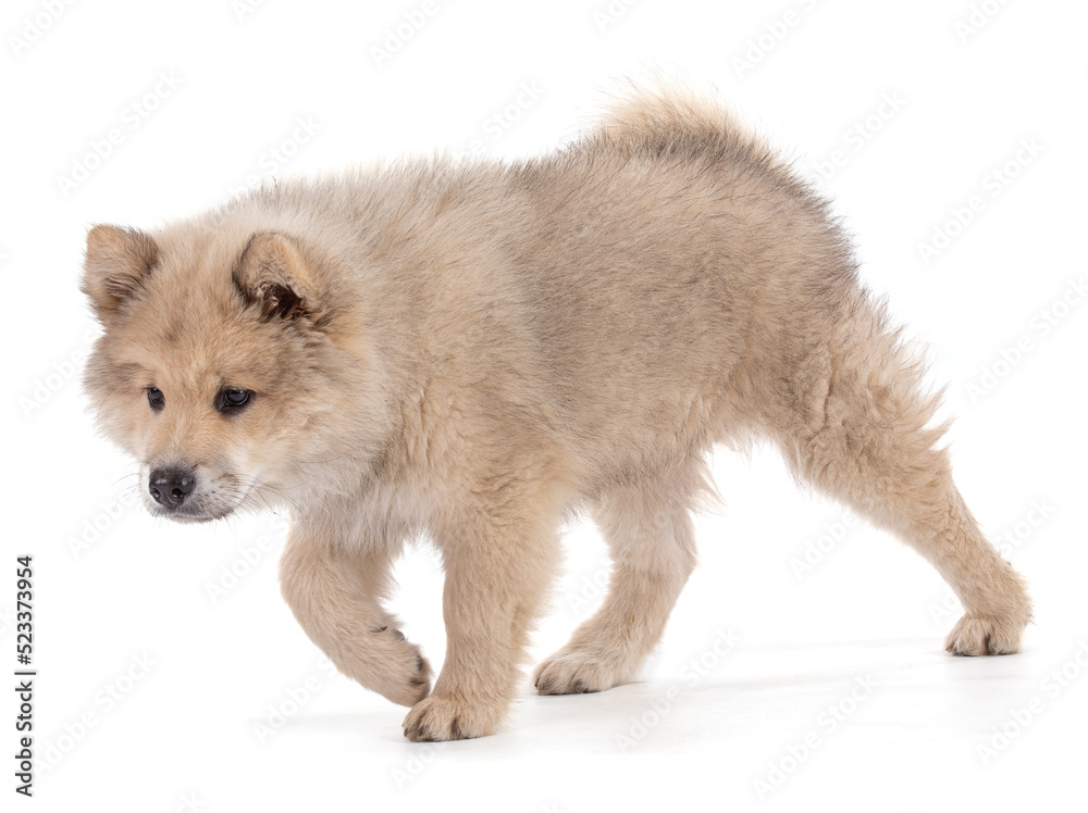 Adorable beige Eurasier puppy Adorable beige Eurasier puppy