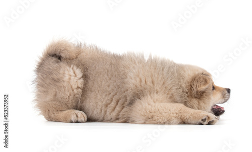 Adorable beige Eurasier puppy lying