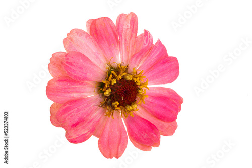 zinnia flower isolated