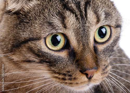 tabby cat close-up © ksena32