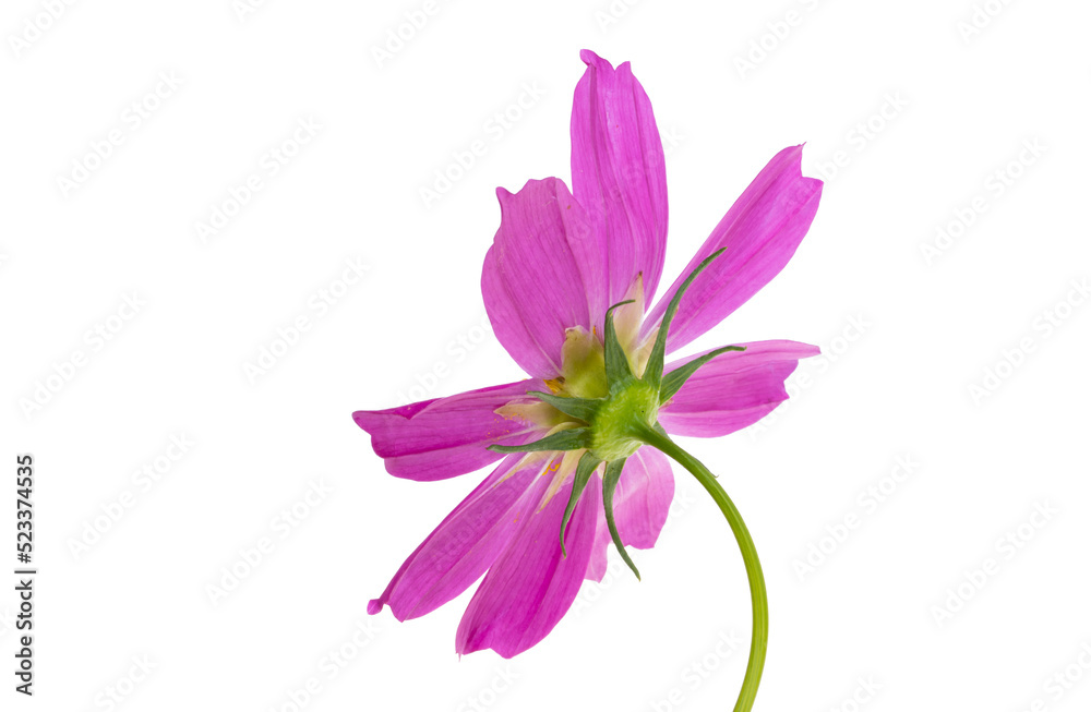 cosmea flower isolated