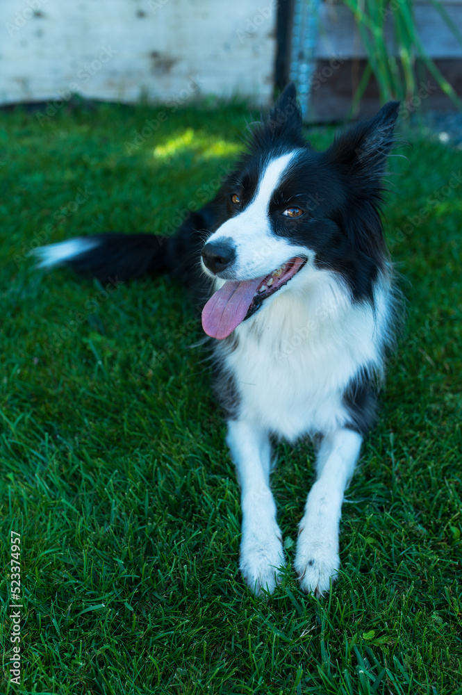 Portrait of border collie looking to camera with open mouth