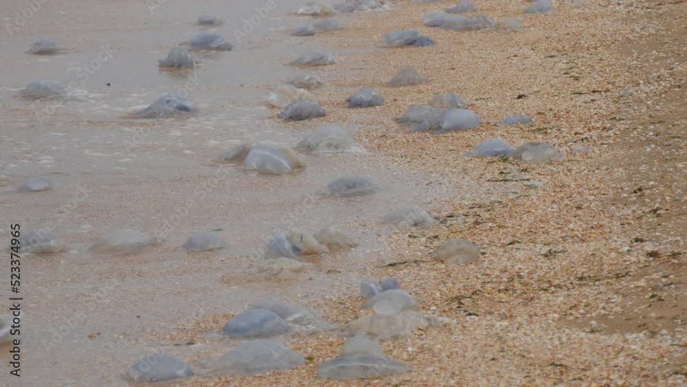 A large number of white jellyfish lie on the shores of the sandy sea, which are washed by the waves. Ecological disaster Sea of Azov, Ukraine