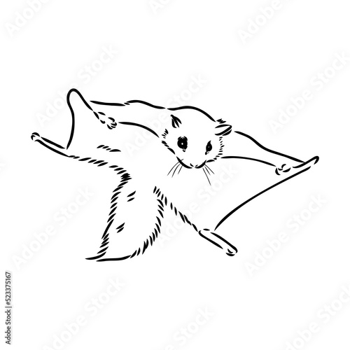 illustration vector hand draw doodles of flying squirrel or Pteromyini or Petauristini isolated on white background