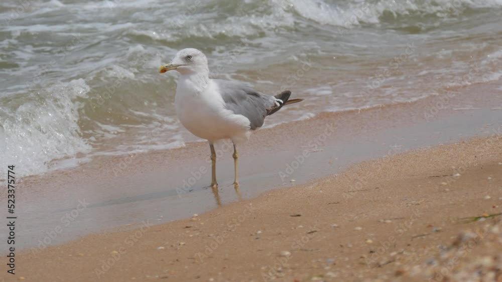 Great seagull eats a swing of boiled corn on the shores of the Sea of Azov, Ukraine