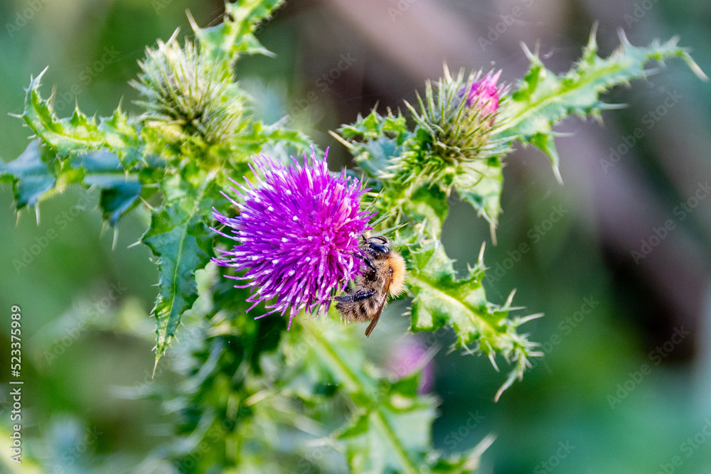 A Common carder bee, Bombus pascuorum, feeding and collecting pollen from a bright purple flower of a creeping thistle, Cirsium arvense A Common carder bee, Bombus pascuorum, feeding and collecting pollen from a bright purple flower of a creeping thistle, Cirsium arvense
