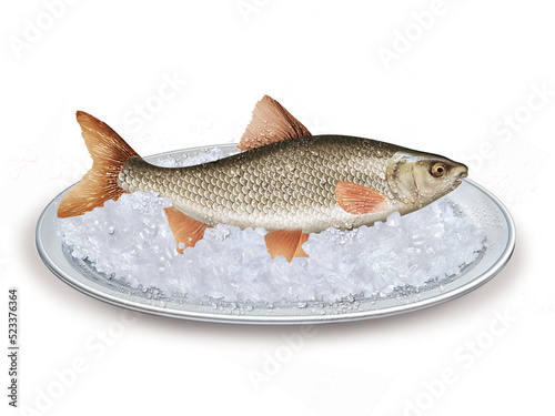 hotu , poisson, plateau, glace pilé, fraîcheur, frais, pêche, aliment, mer, animal, ailette, sain, queue, fond blanc, attraper, repas, cuisiner, plat, viande photo