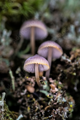 Conjunto de três cogumelos silvestres, em cores de outono nas florestas da Serra da Estrela
