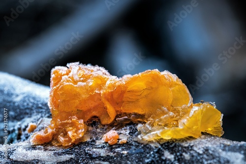 macro photograply of a strange yellow wild mushroom in the woods cold and frost. photo