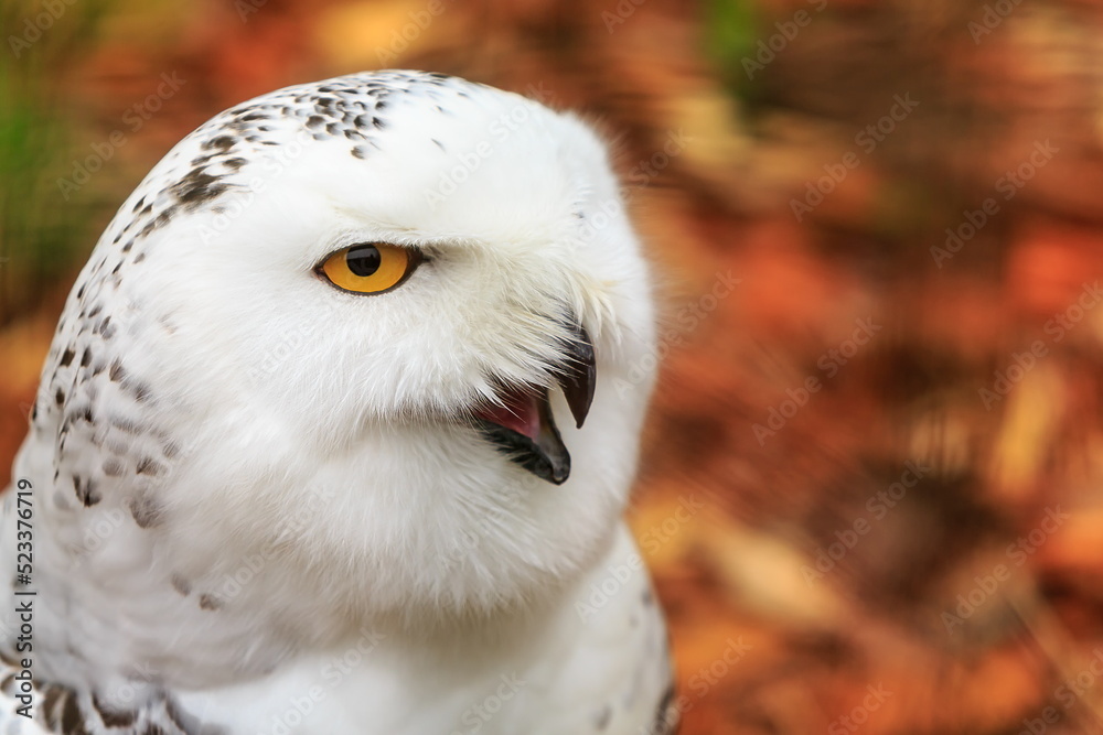 Fototapeta premium snowy owl (Bubo scandiacus) close portrait