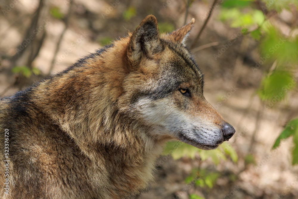 male Eurasian wolf (Canis lupus lupus) close up portrait