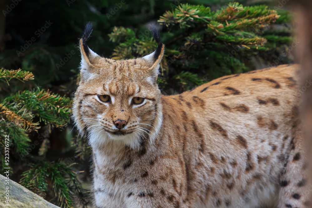 Fototapeta premium male Eurasian lynx (Lynx lynx) close up portrait