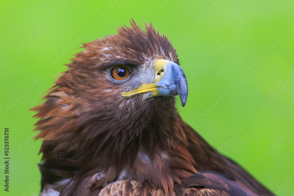 Fototapeta premium female golden eagle (Aquila chrysaetos) detail head portrait with green background
