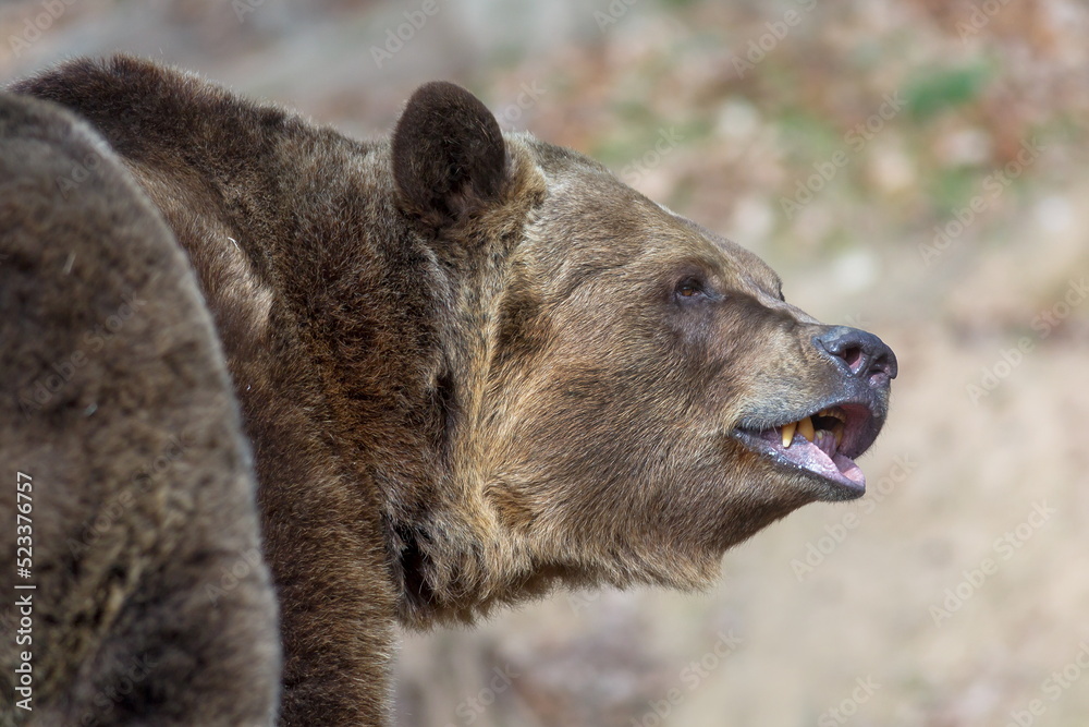 brown bear (Ursus arctos) detail of the head brown bear (Ursus arctos) detail of the head
