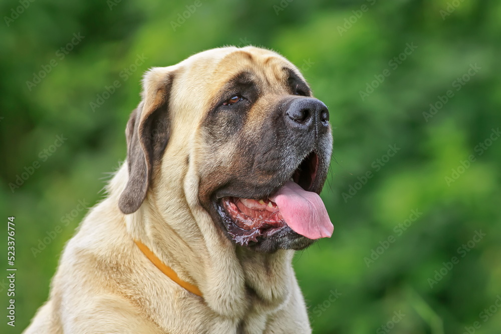English Mastiff close-up portrait of the head English Mastiff close-up portrait of the head
