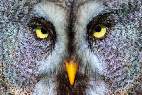 male great grey owl (Strix nebulosa) close look in the eyes © michal