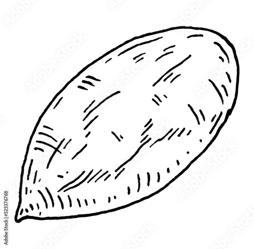 Closeup pecan in shell. Vector engraving black vintage illustration.