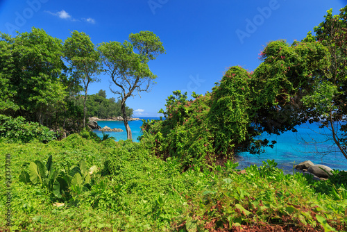 Wonderful view of seascape with greenery and foliage in front at Seychelles