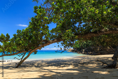 Fototapeta Naklejka Na Ścianę i Meble -  Beautiful Top Soleil beach with tree and yellow sand at Mahé - Seychelles