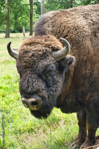 Close up of a European bison bull or Wisent, latin Bison bonasus  photo