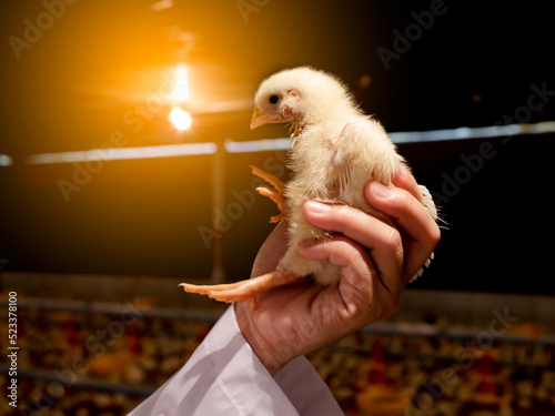 The chicken in the hand with farming background photo