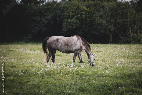 meadowa horse grazing in a meadow