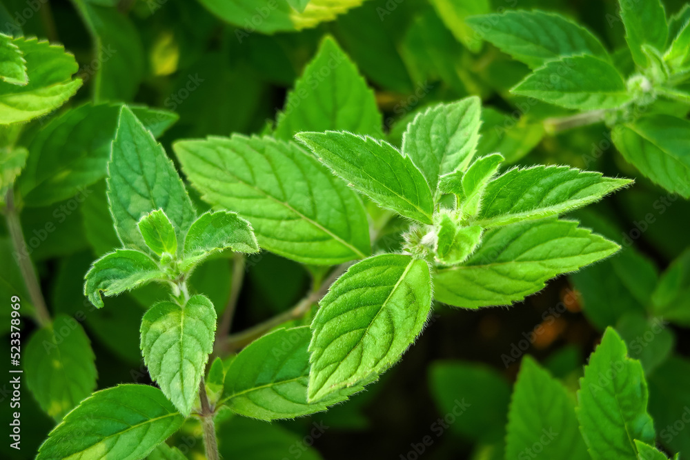 bushes of green garden mint grow in the garden. cultivation of medicinal plants concept bushes of green garden mint grow in the garden. cultivation of medicinal plants concept